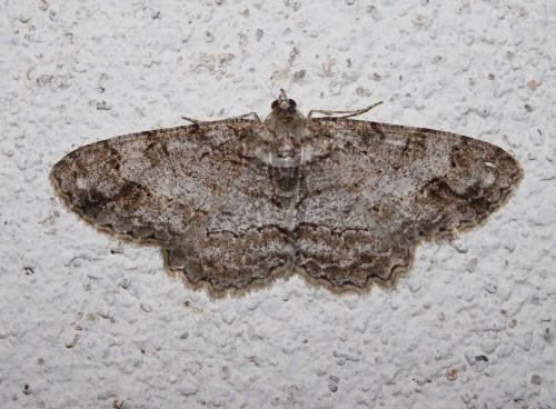 Réf. 209 708 : Hypomecis roboraria